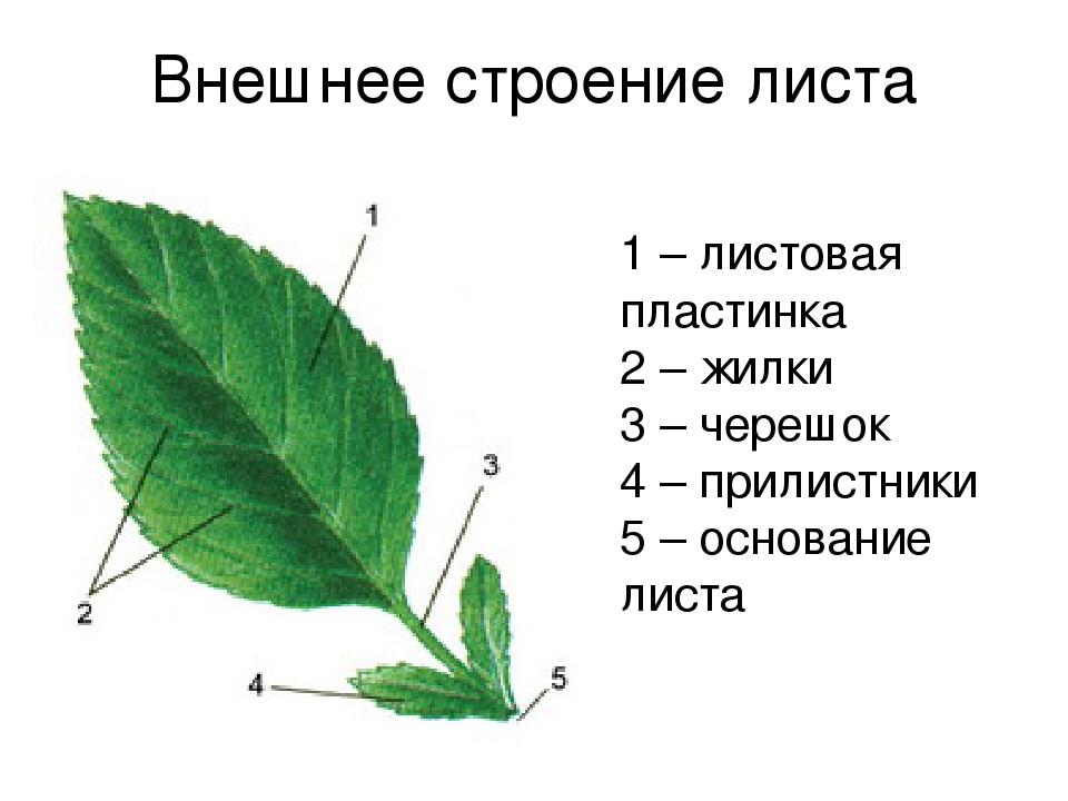 Презентация по биологии 6 класс внешнее строение листа
