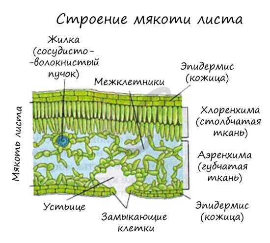 Внутреннее строение листа картинки