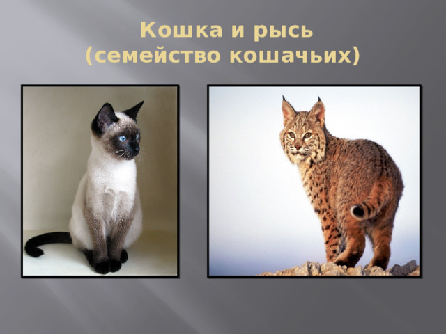 Презентация кошка и рысь