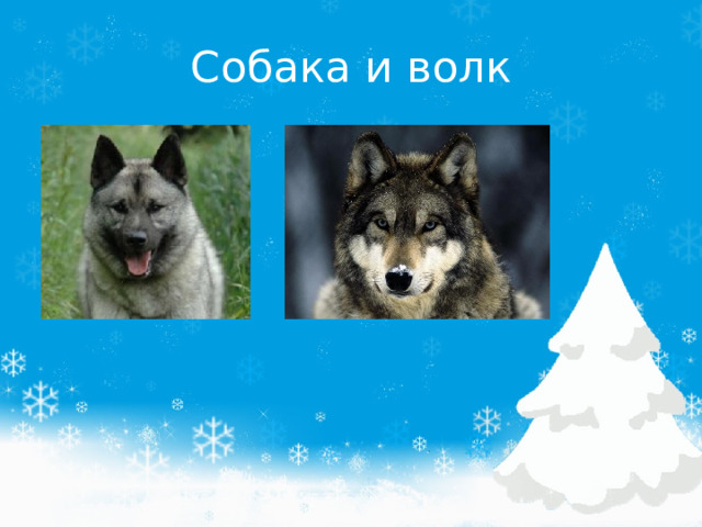 Отличия собаки. Отличия ыодка и собаки. Волк и собака сравнение. Отличие волка от собаки. Собака и волк сходства и различия.