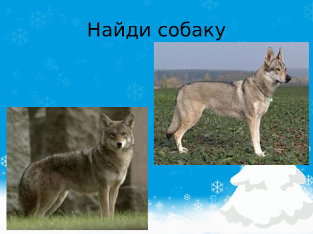 Сравнение собак. Волк и собака отличия. Собака и волк сходства и различия. Сравнение собак и Волков. Отличие волка от собаки.