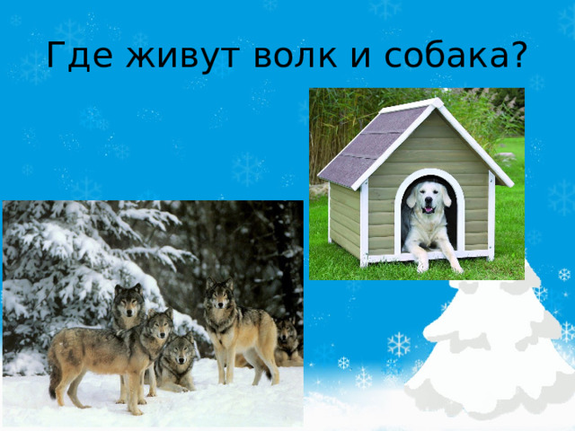 Презентация собака и волк
