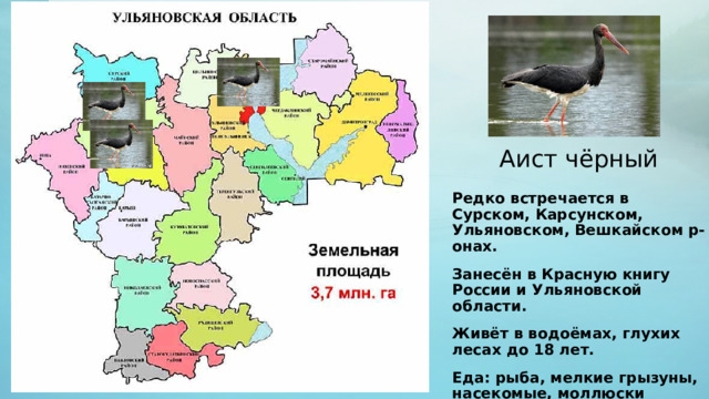 Аист чёрный Редко встречается в Сурском, Карсунском, Ульяновском, Вешкайском р-онах. Занесён в Красную книгу России и Ульяновской области. Живёт в водоёмах, глухих лесах до 18 лет. Еда: рыба, мелкие грызуны, насекомые, моллюски 