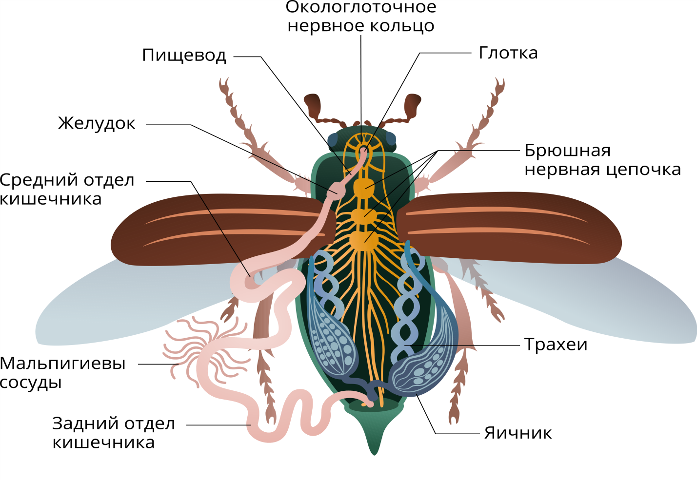 Особенности строения и жизнедеятельности насекомых