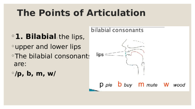 The Points of Articulation 1. Bilabial : the lips, upper and lower lips The bilabial consonants are: /p, b, m, w/ 