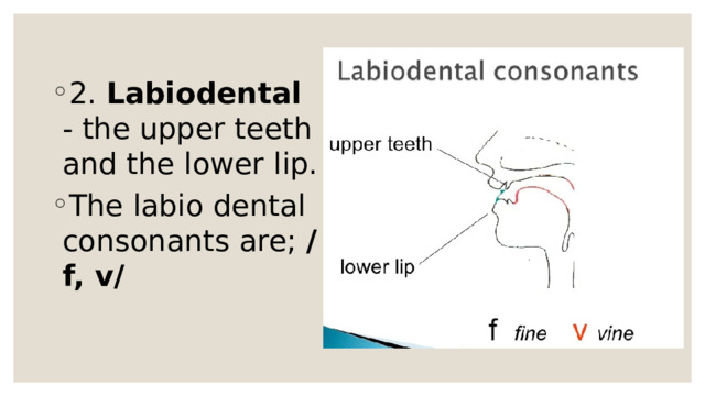 2. Labiodental - the upper teeth and the lower lip. The labio dental consonants are; /f, v/ 