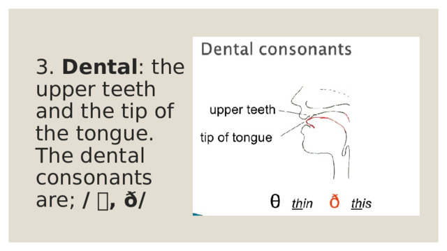 3. Dental : the upper teeth and the tip of the tongue. The dental consonants are; / , ð/ 