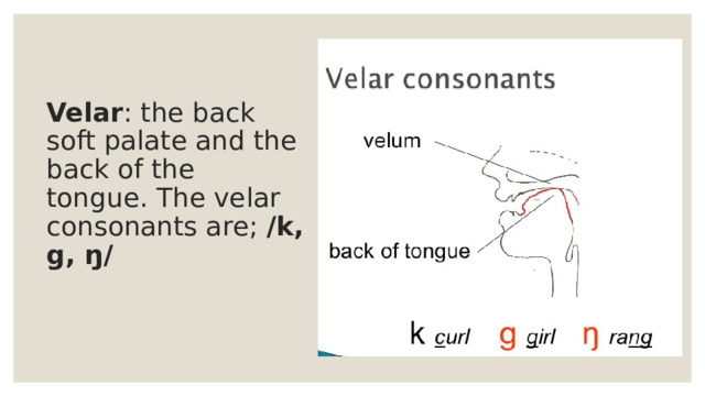 Velar : the back soft palate and the back of the tongue. The velar consonants are; /k, g, ŋ/ 