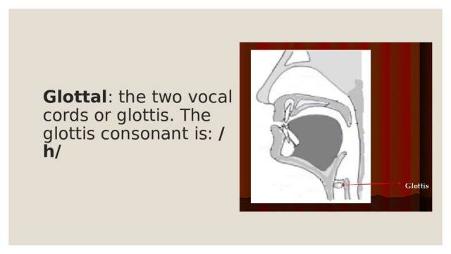 Glottal : the two vocal cords or glottis. The glottis consonant is: /h/ 