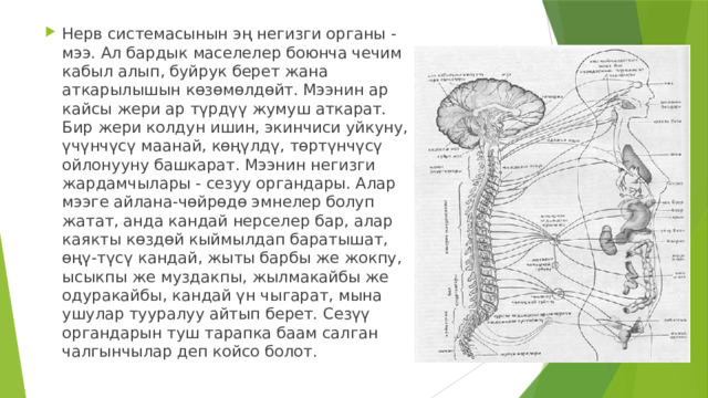 Нерв системасынын эң негизги органы - мээ. Ал бардык маселелер боюнча чечим кабыл алып, буйрук берет жана аткарылышын көзөмөлдөйт. Мээнин ар кайсы жери ар түрдүү жумуш аткарат. Бир жери колдун ишин, экинчиси уйкуну, үчүнчүсү маанай, көңүлдү, төртүнчүсү ойлонууну башкарат. Мээнин негизги жардамчылары - сезуу органдары. Алар мээге айлана-чөйрөдө эмнелер болуп жатат, анда кандай нерселер бар, алар каякты көздөй кыймылдап баратышат, өңү-түсү кандай, жыты барбы же жокпу, ысыкпы же муздакпы, жылмакайбы же одуракайбы, кандай үн чыгарат, мына ушулар тууралуу айтып берет. Сезүү органдарын туш тарапка баам салган чалгынчылар деп койсо болот. 