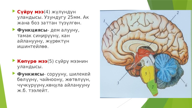 Сүйрү мээ (4) жүлүндүн уландысы. Узундугу 25мм. Ак жана боз заттан түзүлгөн. Функциясы - дем алууну, тамак сиңирүүнү, кан айланууну, жүрөктүн ишинтейлөө. Көпүрө мээ (5) сүйрү мээнин уландысы. Функиясы - сорууну, шилекей бөлүүнү, чайноону, жөтөлүүн, чүчкүрүүнү,көңүла айланууну ж.б. тээлейт. 