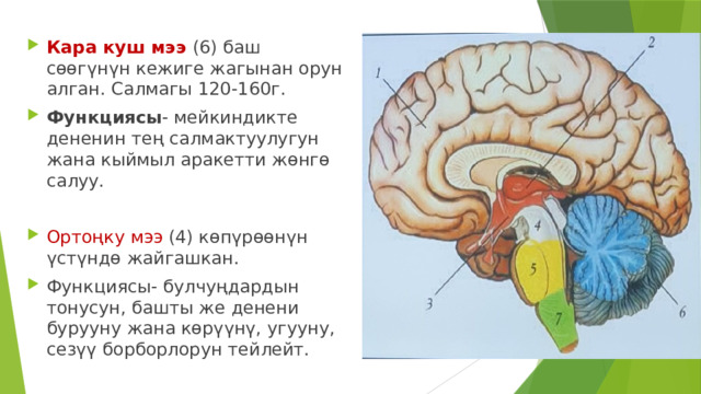 Кара куш мээ (6) баш сөөгүнүн кежиге жагынан орун алган. Салмагы 120-160г. Функциясы - мейкиндикте дененин тең салмактуулугун жана кыймыл аракетти жөнгө салуу. Ортоңку мээ (4) көпүрөөнүн үстүндө жайгашкан. Функциясы- булчуңдардын тонусун, башты же денени бурууну жана көрүүнү, угууну, сезүү борборлорун тейлейт. 