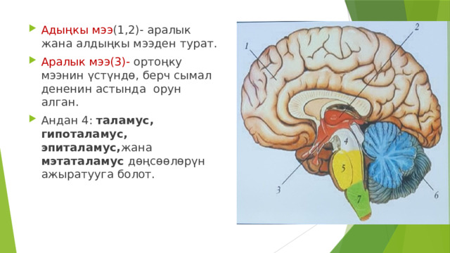 Адыңкы мээ (1,2)- аралык жана алдыңкы мээден турат. Аралык мээ(3)- ортоңку мээнин үстүндө, берч сымал дененин астында орун алган. Андан 4: таламус, гипоталамус, эпиталамус, жана мэтаталамус дөңсөөлөрүн ажыратууга болот. 