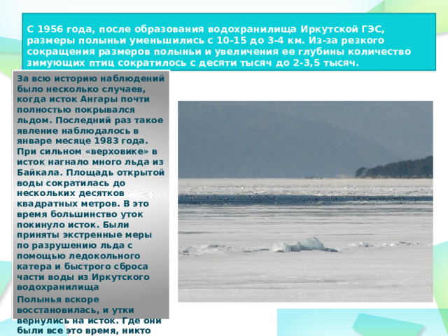 С 1956 года, после образования водохранилища Иркутской ГЭС, размеры полыньи уменьшились с 10-15 до 3-4 км. Из-за резкого сокращения размеров полыньи и увеличения ее глубины количество зимующих птиц сократилось с десяти тысяч до 2-3,5 тысяч. За всю историю наблюдений было несколько случаев, когда исток Ангары почти полностью покрывался льдом. Последний раз такое явление наблюдалось в январе месяце 1983 года. При сильном «верховике» в исток нагнало много льда из Байкала. Площадь открытой воды сократилась до несколь­ких десятков квадратных метров. В это время большинство уток покинуло исток. Были приняты экстренные меры по разрушению льда с помощью ледокольного катера и быстрого сброса части воды из Иркутского водохранилища          Полынья вскоре восстановилась, и утки вернулись на исток. Где они были все это время, никто не знает. 