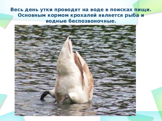 Весь день утки проводят на воде в поисках пищи.  Основным кормом крохалей является рыба и водные беспозвоночные. 