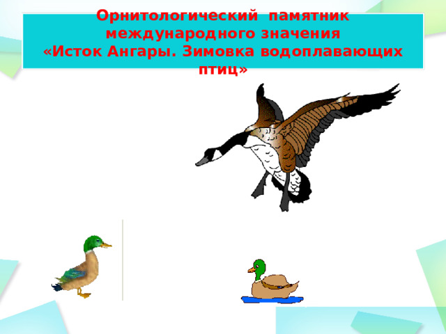 Орнитологический памятник международного значения  «Исток Ангары. Зимовка водоплавающих птиц» 