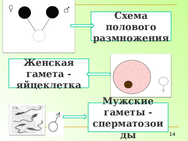 Схема полового размножения Женская гамета - яйцеклетка Мужские гаметы - сперматозоиды 14 