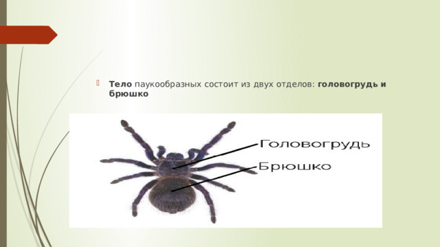 Тело  паукообразных состоит из двух отделов: головогрудь и брюшко  