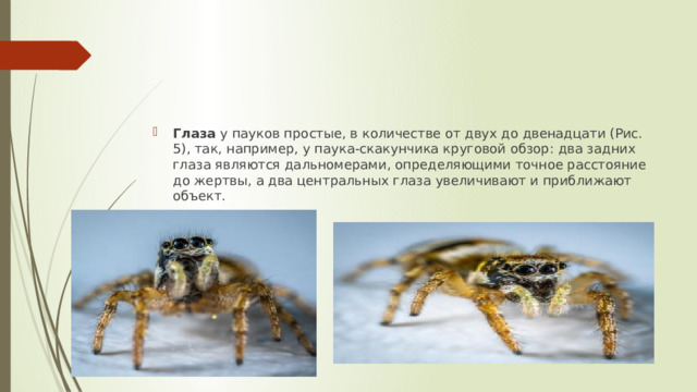 Глаза  у пауков простые, в количестве от двух до двенадцати (Рис. 5), так, например, у паука-скакунчика круговой обзор: два задних глаза являются дальномерами, определяющими точное расстояние до жертвы, а два центральных глаза увеличивают и приближают объект. 