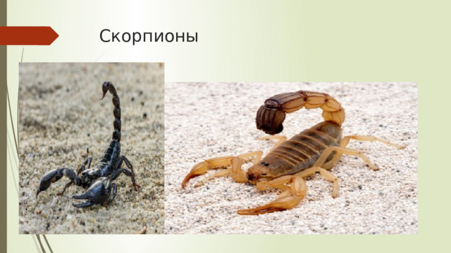 Скорпионы 
