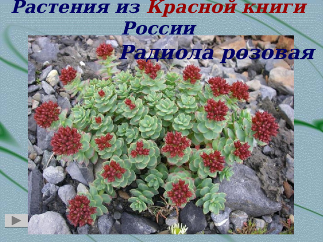Растения из Красной книги России Радиола розовая Ковыль красивейший Астрагал ольхонский  
