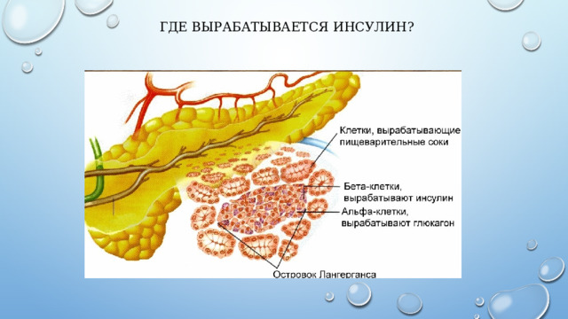  Где вырабатывается инсулин?   