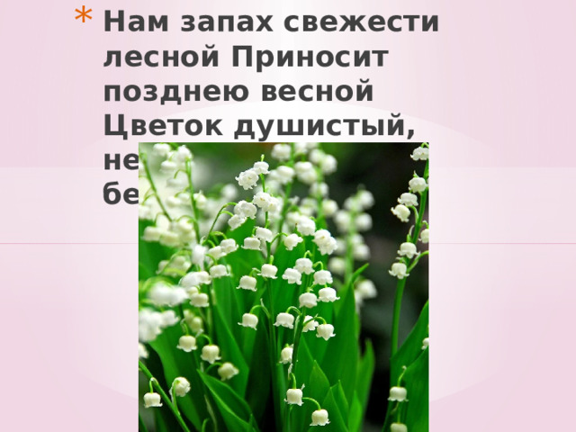 Нам запах свежести лесной Приносит позднею весной Цветок душистый, нежный, Из кисти белоснежной.    