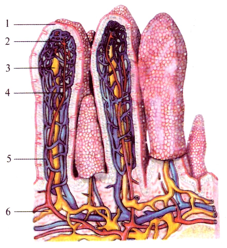 Внутренняя поверхность кишечника. Ворсинки тонкого кишечника анатомия. Строения ворсинки слизистой оболочки тонкой кишки. Слизистая оболочка тонкого кишечника строение. Кишечные ворсинки тонкой кишки анатомия.