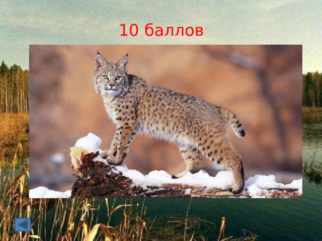 10 баллов 