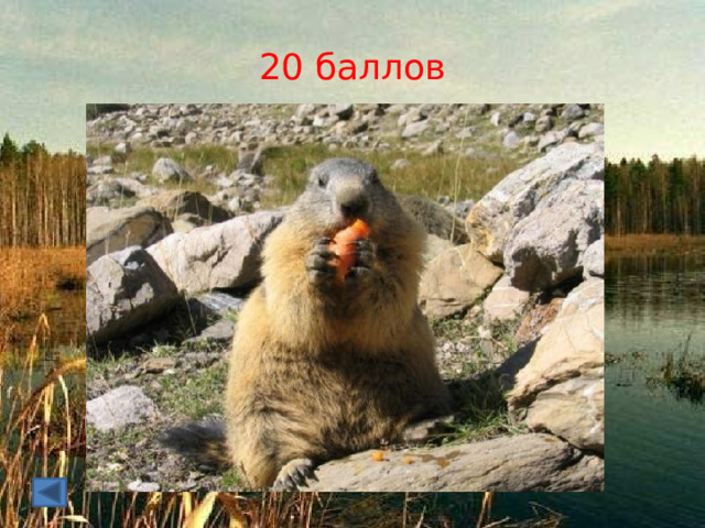 20 баллов 