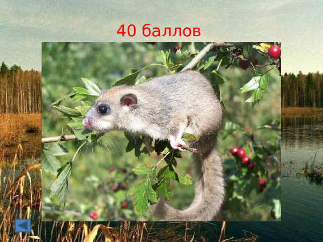 40 баллов 