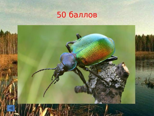 50 баллов  