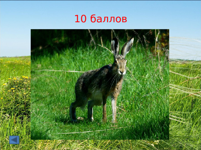 10 баллов 