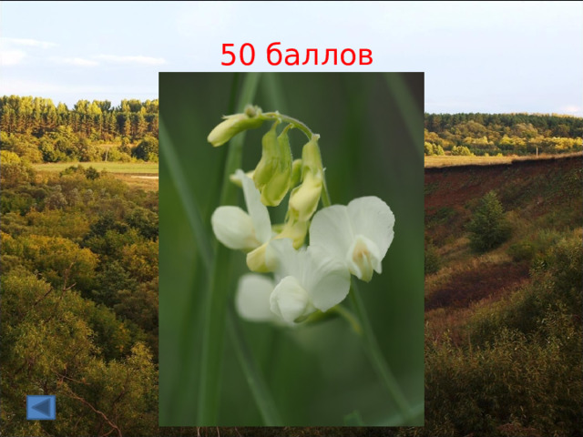 50 баллов 