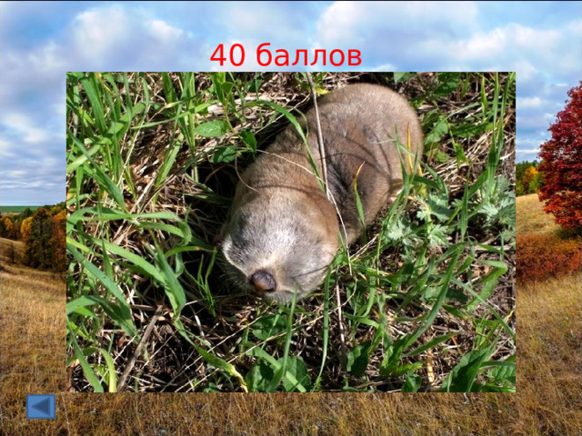 40 баллов 