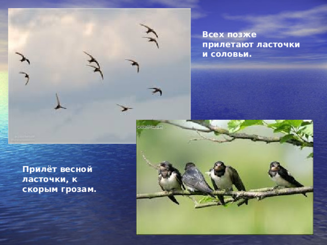 Всех позже прилетают ласточки и соловьи. Прилёт весной ласточки, к скорым грозам. 