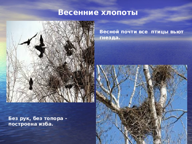 Весенние хлопоты Весной почти все птицы вьют гнезда. Без рук, без топора - построена изба. 