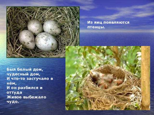 Из яиц появляются птенцы. Был белый дом, чудесный дом,  И что-то застучало в нём,  И он разбился и оттуда  Живое выбежало чудо. 