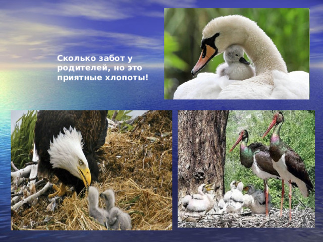 Сколько забот у родителей, но это приятные хлопоты! 