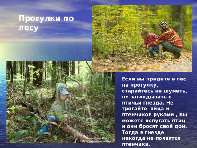  Прогулки по лесу Если вы придете в лес на прогулку, старайтесь не шуметь, не заглядывать в птичьи гнезда. Не трогайте яйца и птенчиков руками , вы можете испугать птиц и они бросят свой дом. Тогда в гнезде никогда не появятся птенчики. 