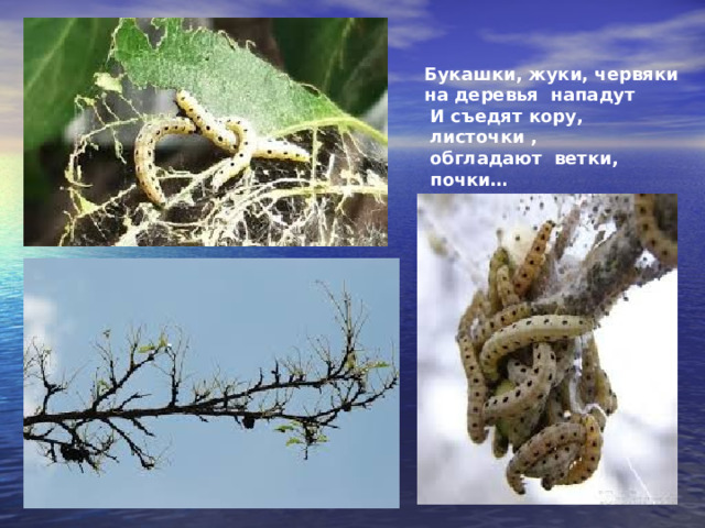 Букашки, жуки, червяки на деревья нападут  И съедят кору, листочки , обгладают ветки, почки… 