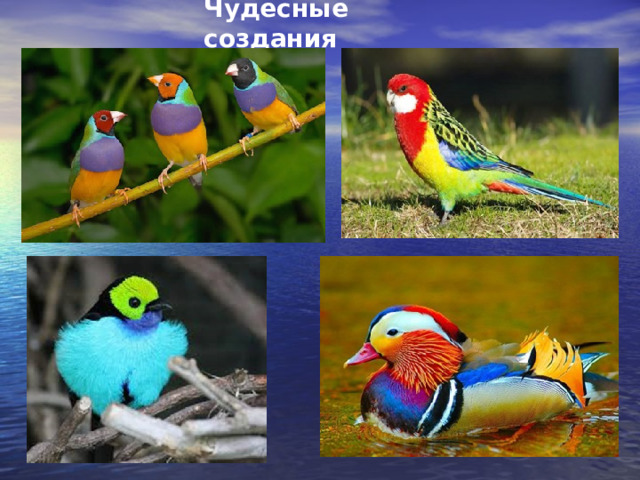 Чудесные создания 