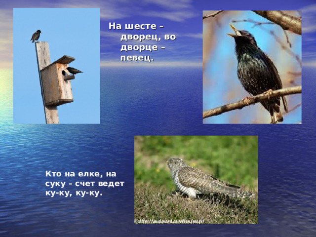 На шесте – дворец, во дворце – певец. Кто на елке, на суку – счет ведет ку-ку, ку-ку. 