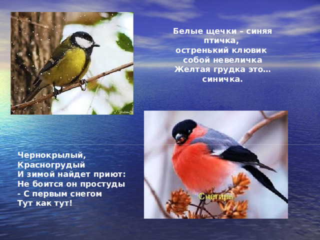 Белые щечки – синяя птичка, остренький клювик собой невеличка Желтая грудка это… синичка. Чернокрылый,  Красногрудый  И зимой найдет приют:  Не боится он простуды  - С первым снегом  Тут как тут! 