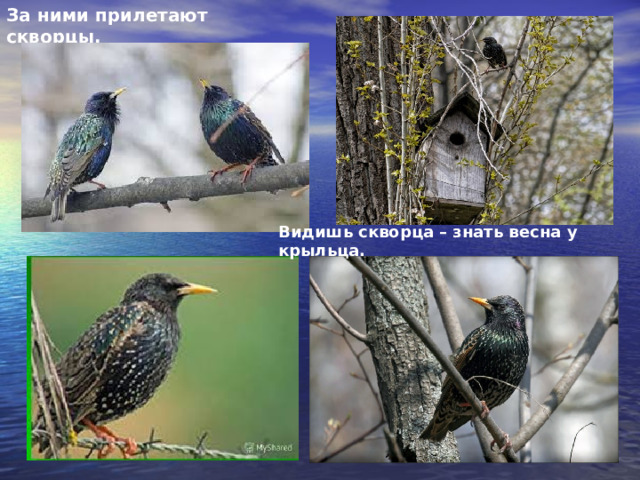 За ними прилетают скворцы. Видишь скворца – знать весна у крыльца. 
