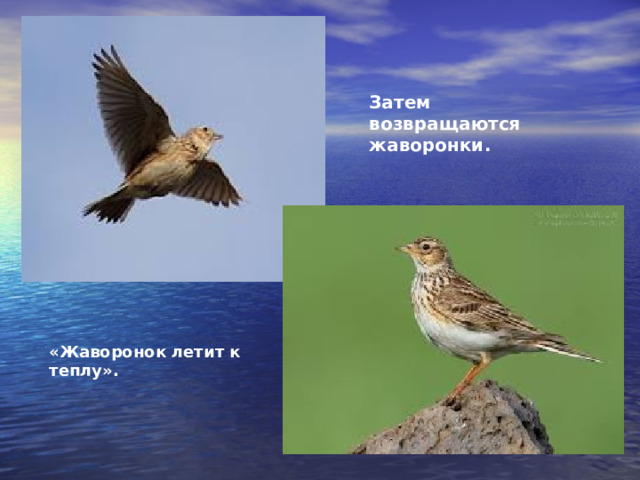 Затем возвращаются жаворонки. «Жаворонок летит к теплу». 