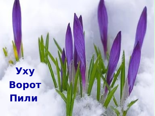 Уху Ворот Пили  
