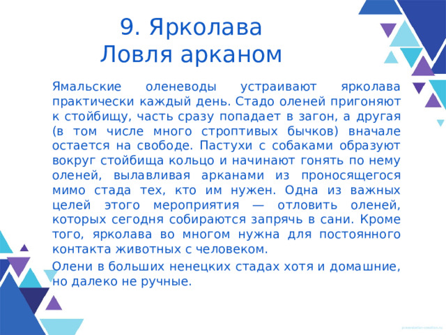 9. Ярколава  Ловля арканом Ямальские оленеводы устраивают ярколава практически каждый день. Стадо оленей пригоняют к стойбищу, часть сразу попадает в загон, а другая (в том числе много стропти­вых бычков) вначале остается на свободе. Пастухи с соба­ками образуют вокруг стойбища кольцо и начинают гонять по нему оленей, вылавливая арканами из проносяще­гося мимо стада тех, кто им нужен. Одна из важных целей этого мероприятия — отловить оленей, которых сегодня собирают­ся запрячь в сани. Кроме того, ярколава во многом нужна для посто­ян­ного контакта животных с человеком.  Олени в больших ненецких стадах хотя и домашние, но далеко не руч­ные. 