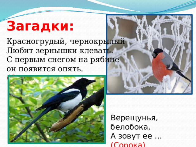  А воробьи! Они главные защитники – сторожа парков и садов. Свое многочисленное потомство они вскармливают насекомыми и личинками, принося большую пользу.              2. Прочитали стихотворение  С. Я. Маршака «Где обедал  воробей».  3. Познакомились с рассказа-ми В. Бианки про птиц.    