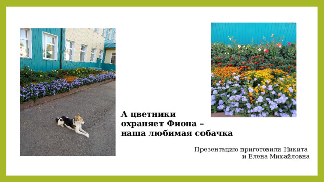 А цветники охраняет Фиона – наша любимая собачка Презентацию приготовили Никита и Елена Михайловна 